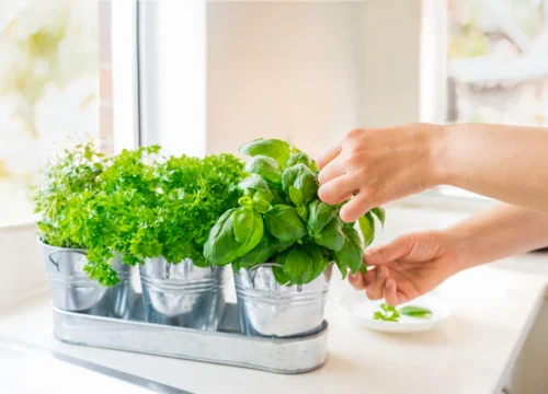 How to Start a Kitchen Garden at Home: Beginner’s Guide