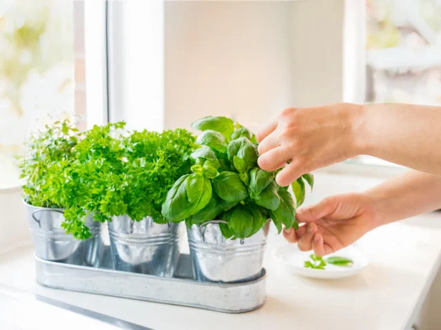 how to start a kitchen garden
