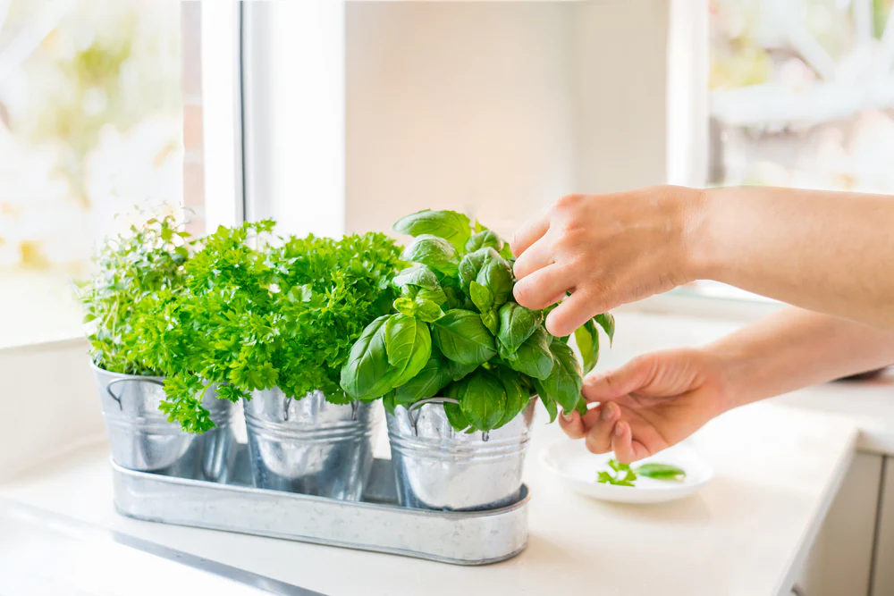 how to start a kitchen garden