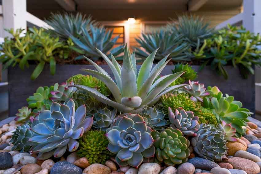 best plants for balcony garden